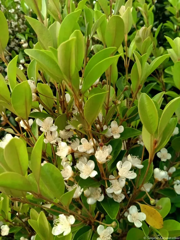 Eugenia roxburghii