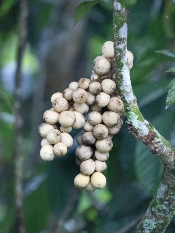 Lansium