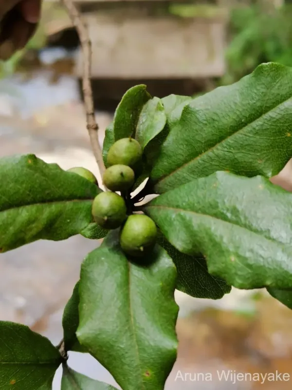 Pittosporum tetraspermum