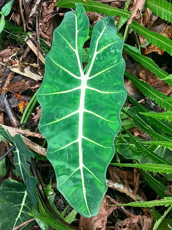 Alocasia micholitziana