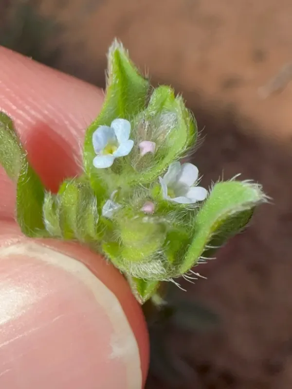 Western stickseed