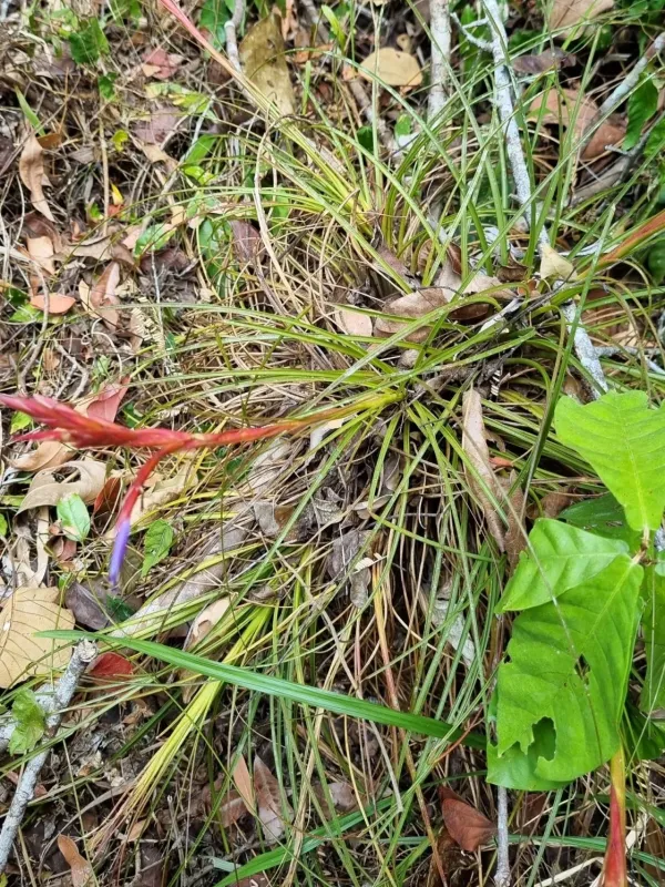 Tillandsia festucoides