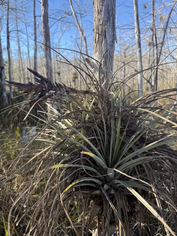 Tillandsia fasciculata