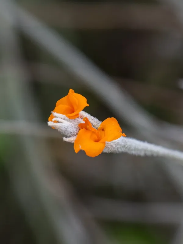 Tillandsia crocata