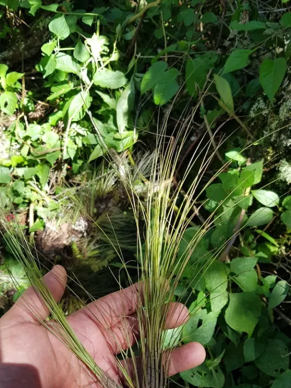 Tillandsia chaetophylla