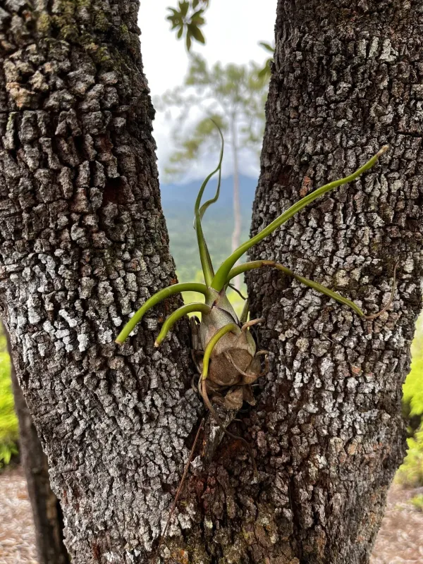 Bulbous air plant