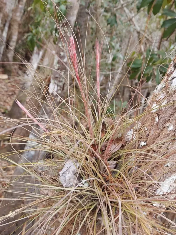 Tillandsia bartramii