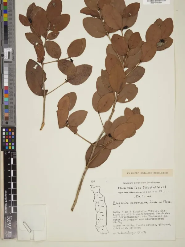 Eugenia coronata