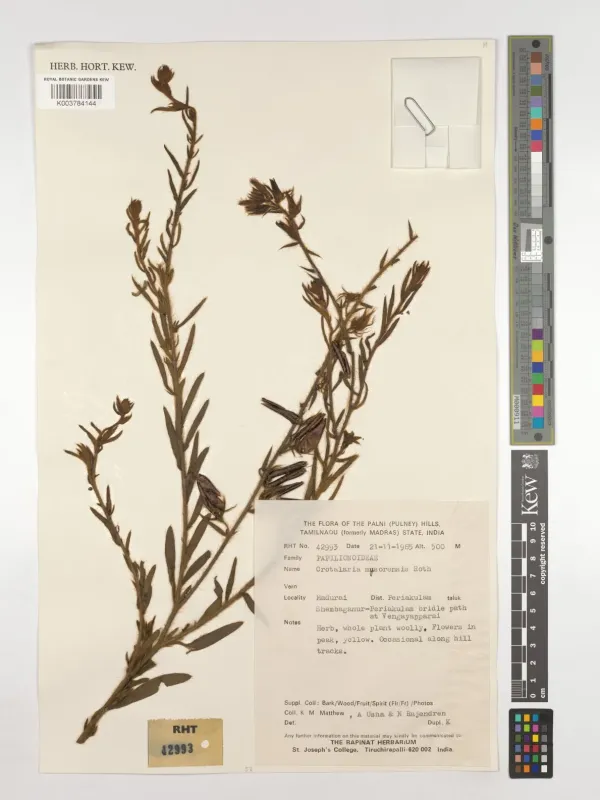 Crotalaria mysorensis