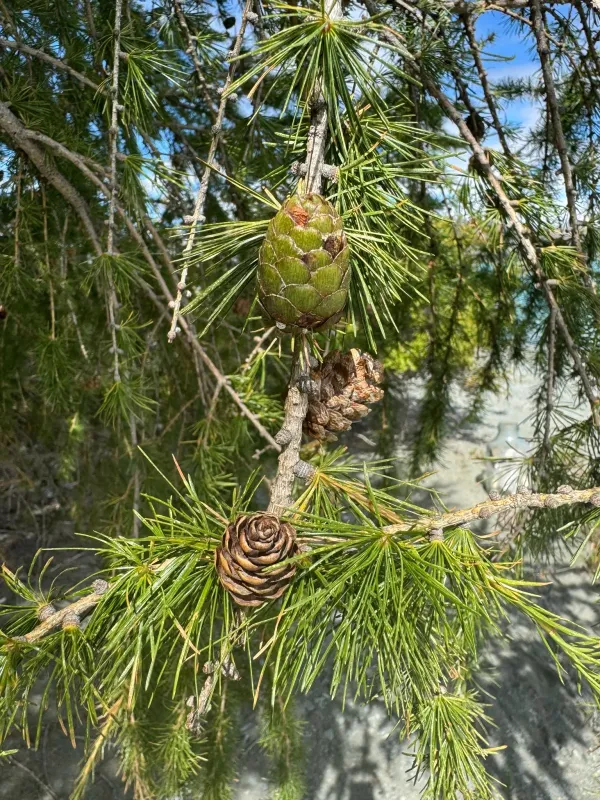 European larch