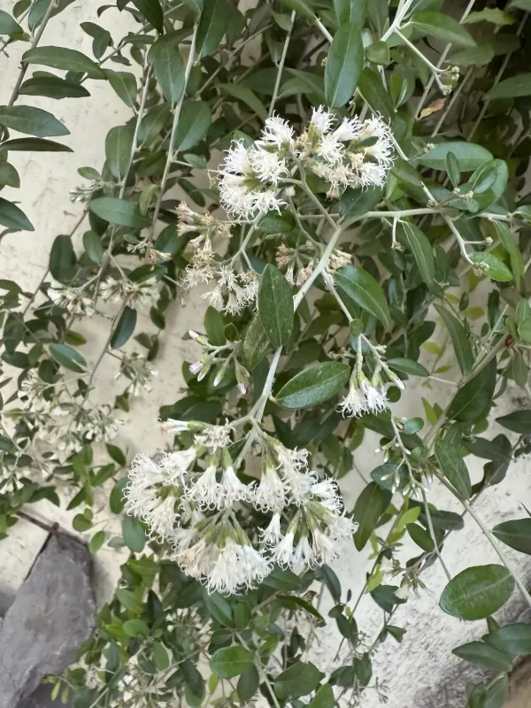 Tarlmounia elliptica