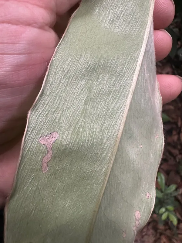 Diospyros argentea