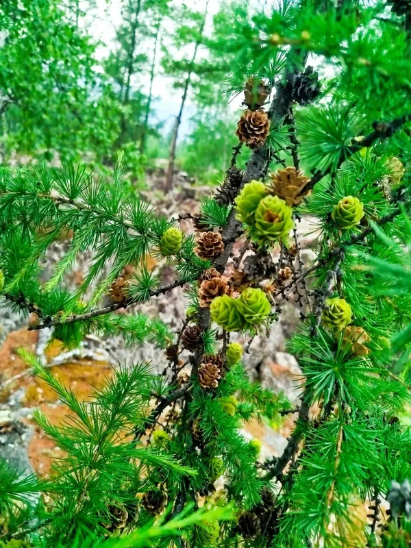 Лиственница даурская