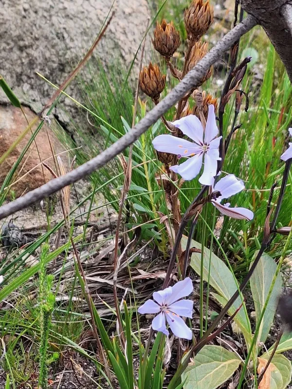 Aristea spiralis