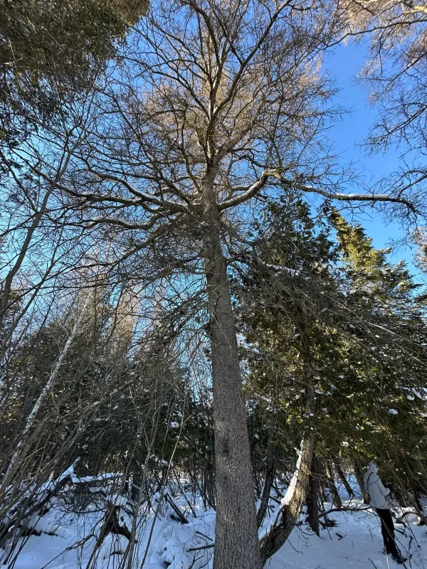 American larch