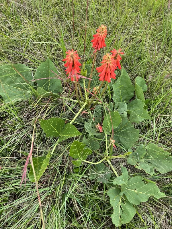 Erythrina zeyheri
