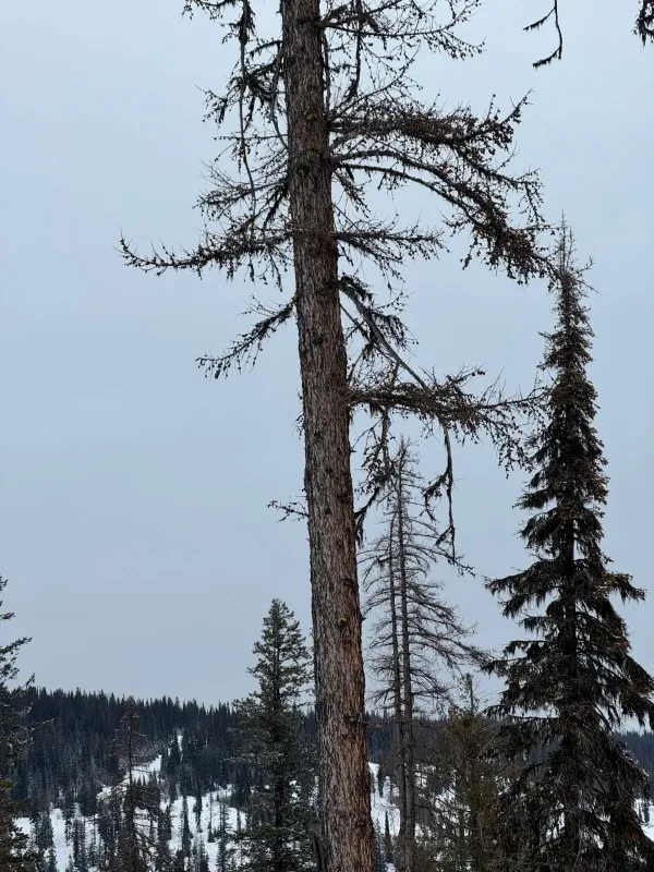 Western larch