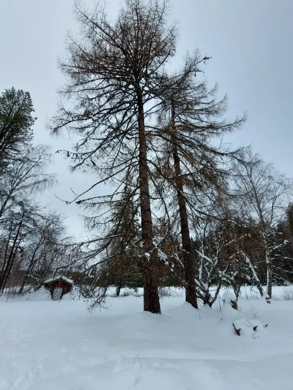 Модрина сибірська