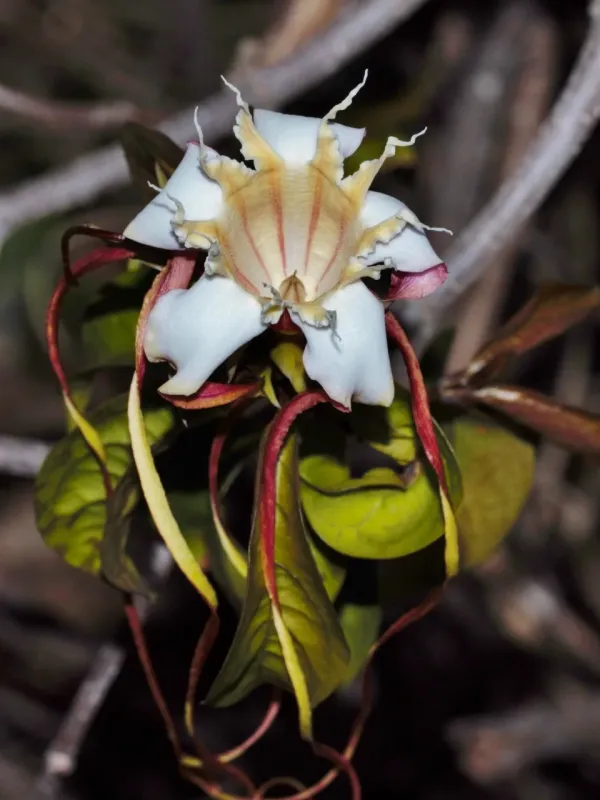 Strophanthus petersianus