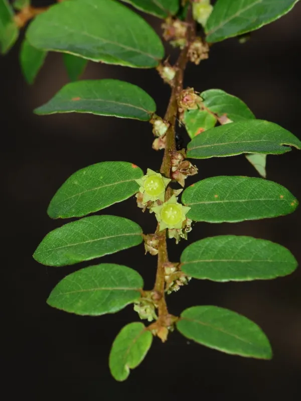 Bridelia stipularis