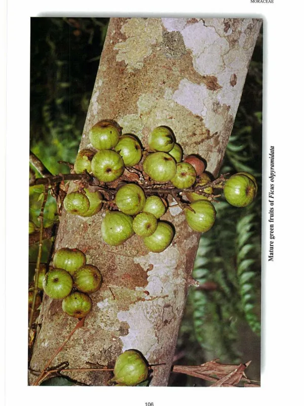 Ficus obpyramidata