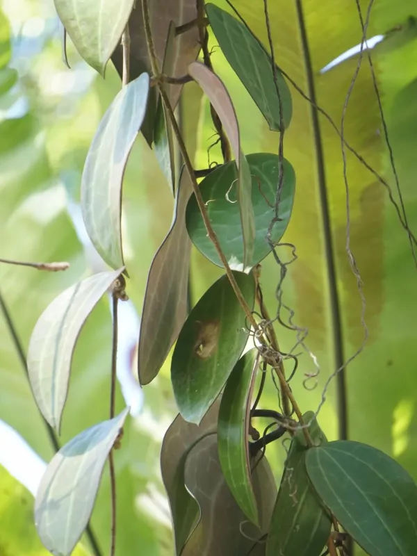 Хойя широколиста