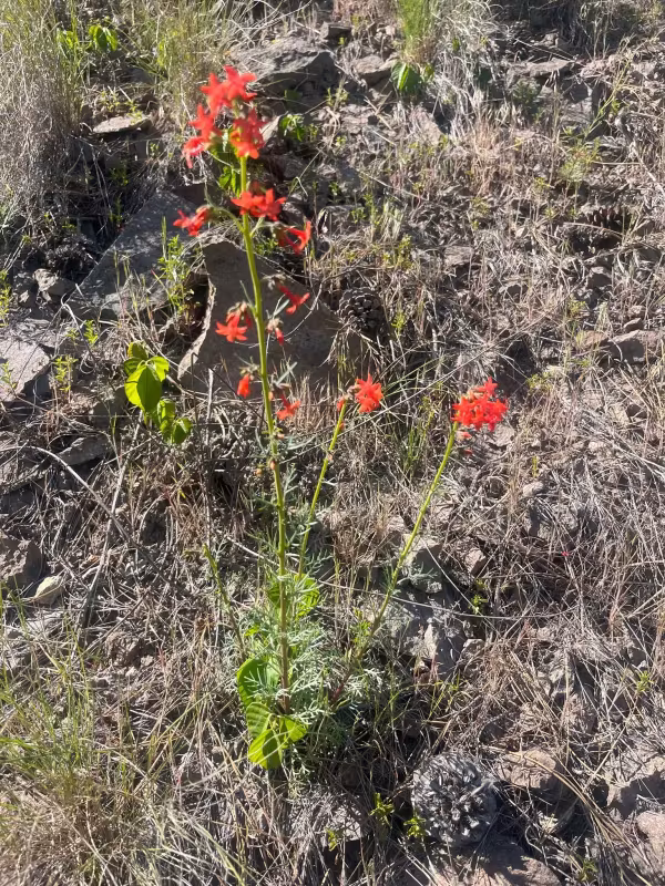 Ipomopsis aggregata