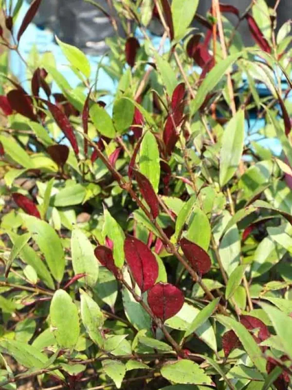 Aeschynanthus albidus