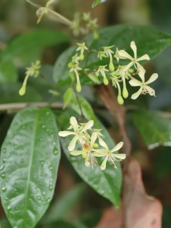 Clerodendrum disparifolium