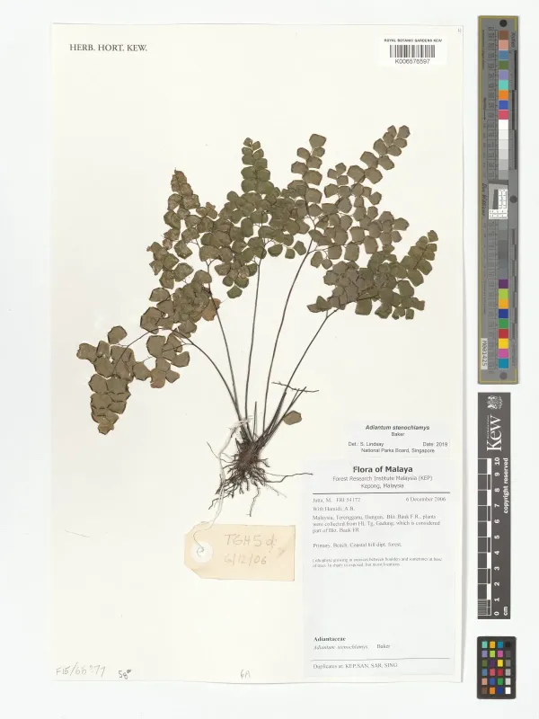 Adiantum stenochlamys
