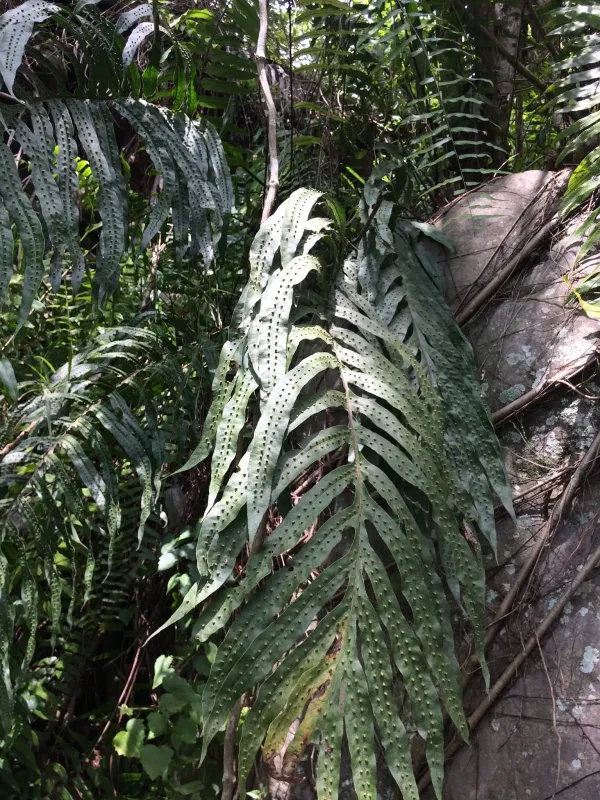 Phymatosorus membranifolius