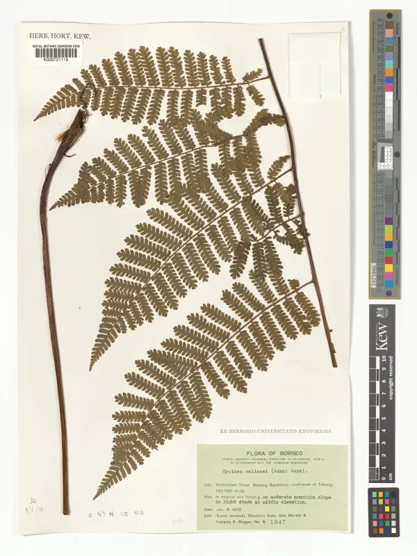 Sphaeropteris wallacei