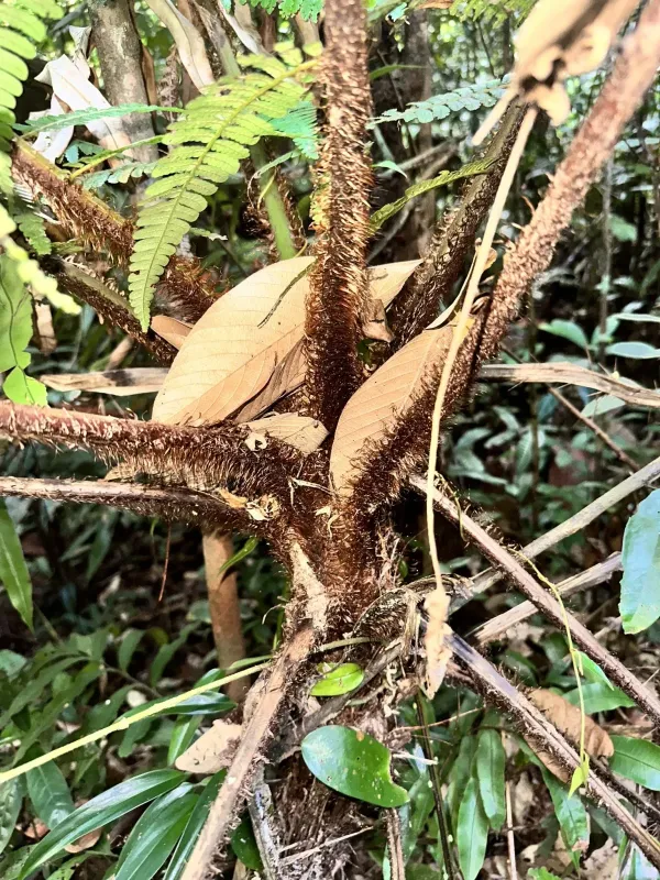 Scaly tree fern