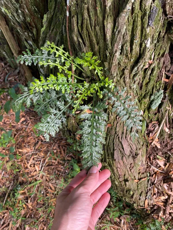 Asplenium rutifolium