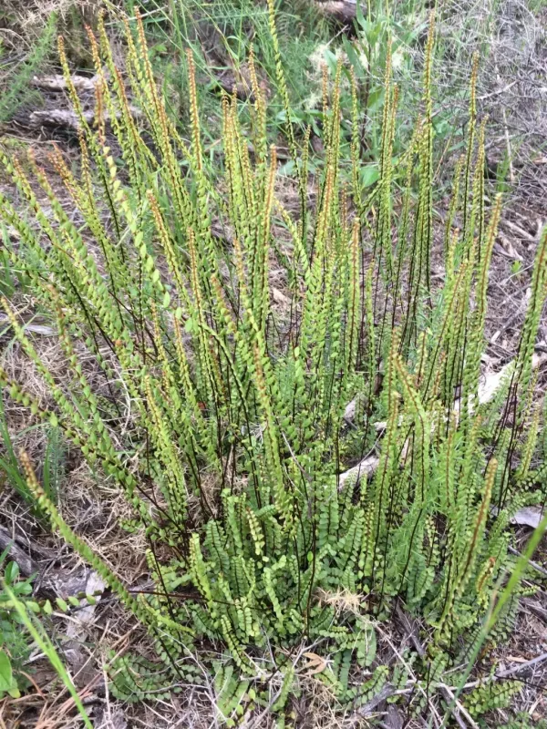 Asplenium lunulatum