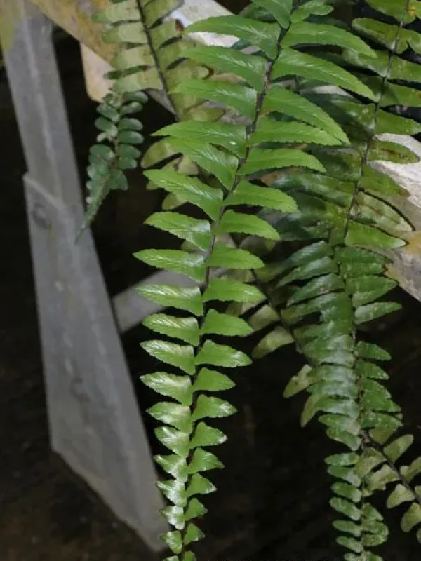 Asplenium longissimum