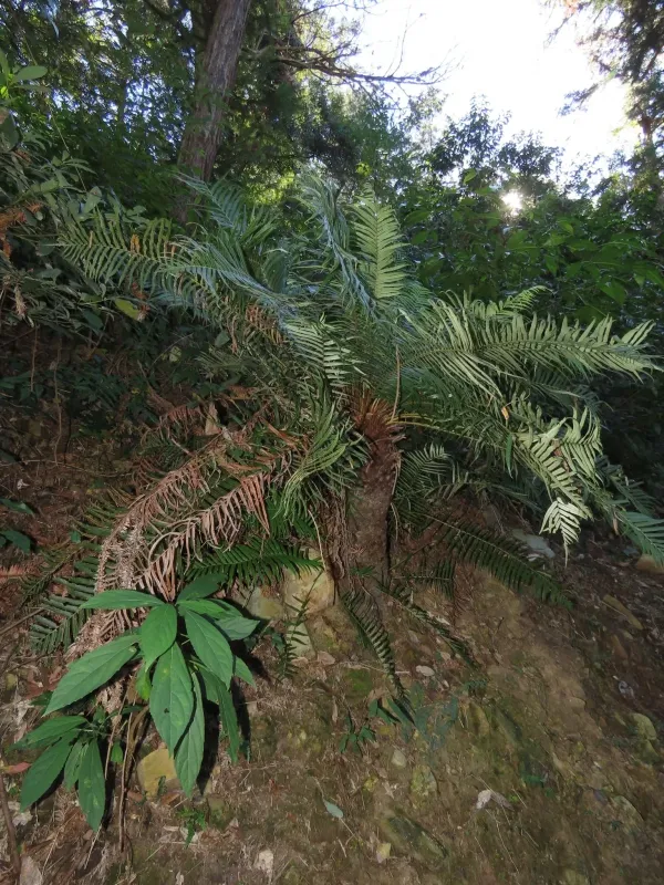 Blechnum insigne