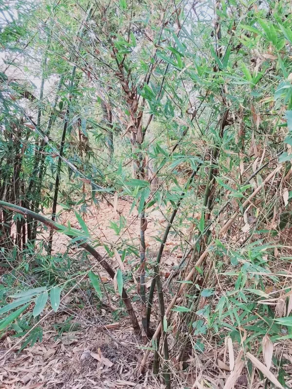 Ochlandra scriptoria