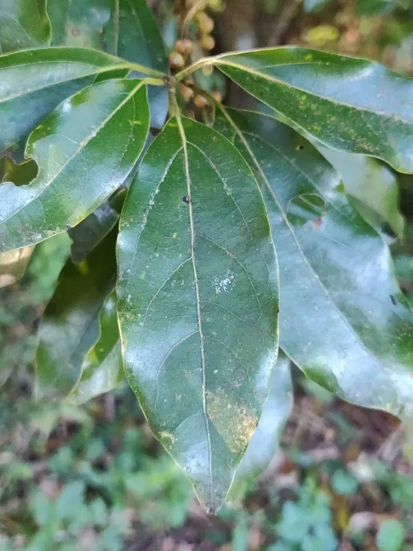 Neolitsea zeylanica