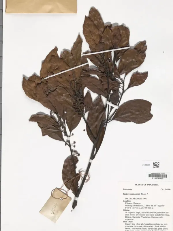 Lindera malaccensis