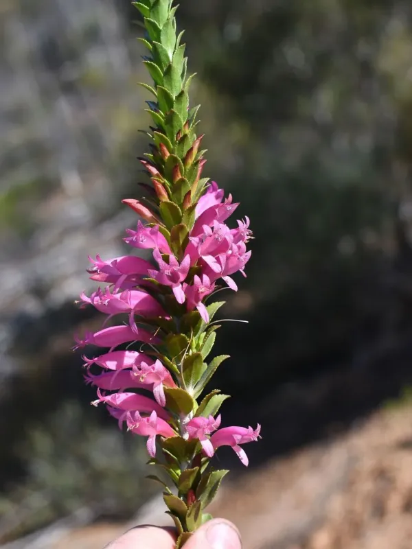 Eremophila calorhabdos