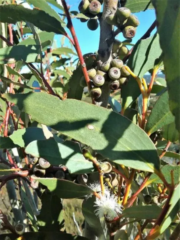 Gregson's Eucalyptus