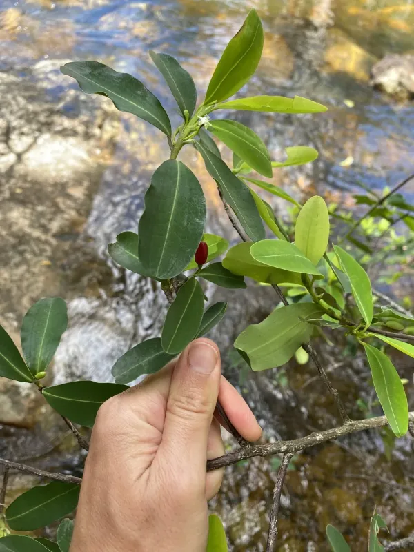 Erythroxylum pictum
