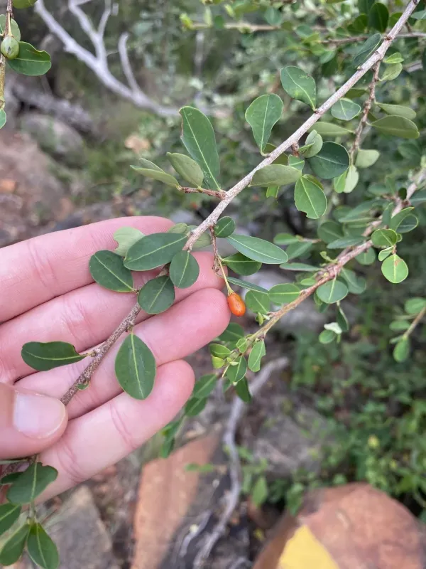 Erythroxylum delagoense