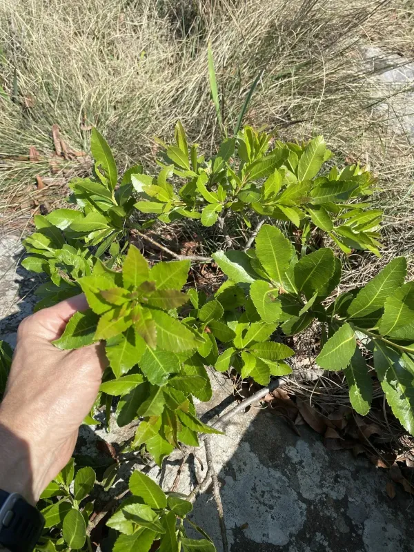 Myrica pilulifera