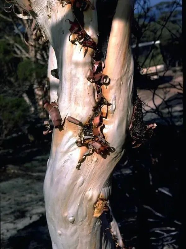 Scaly-barked tea tree