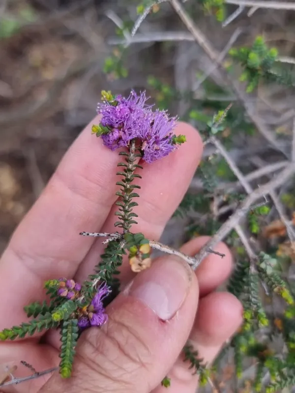 Melaleuca gibbosa