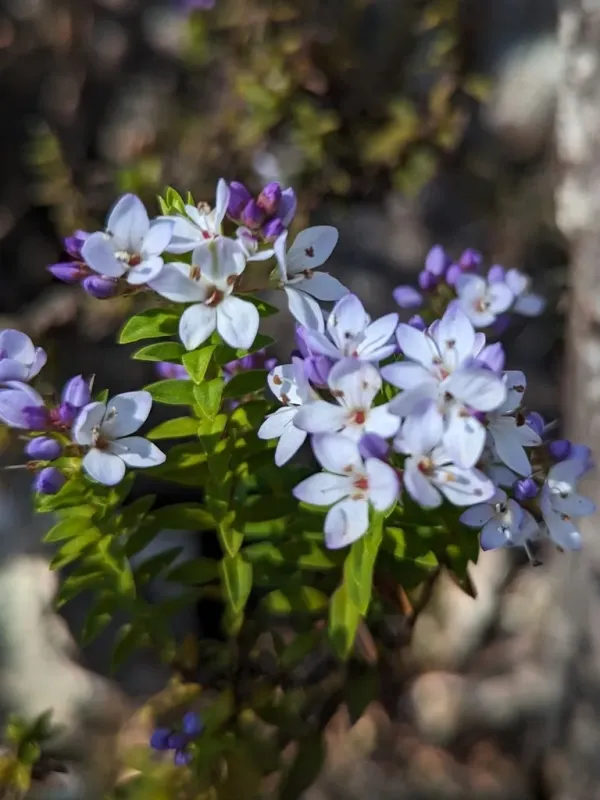 Veronica formosa