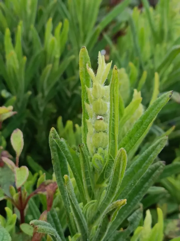 Green lavender