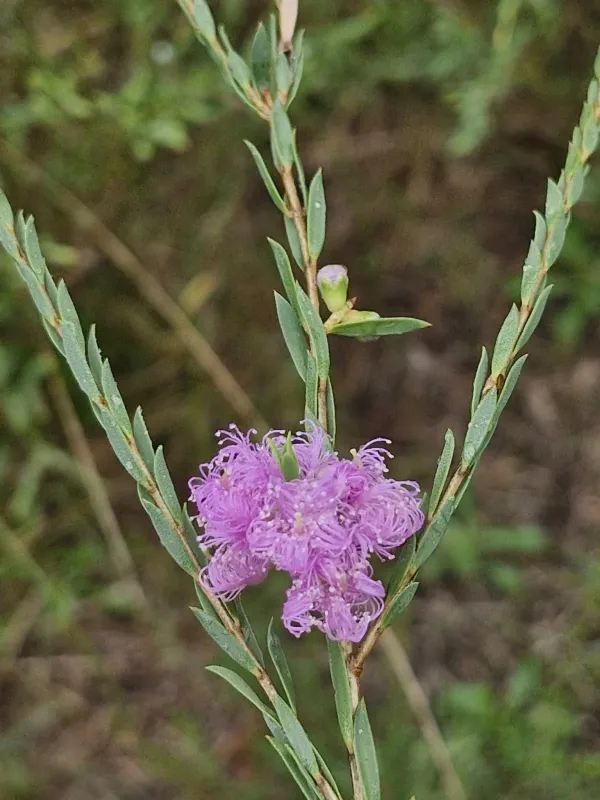 Thyme-leaved melaleuca